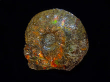 Load image into Gallery viewer, Ammonite Fossil Ammolite
