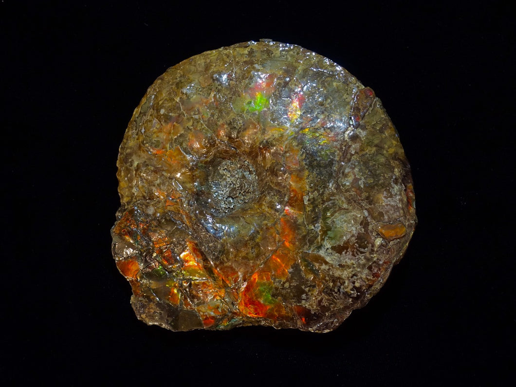 Ammonite Fossil Ammolite
