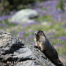 Load image into Gallery viewer, Canvas Photo Print, Marmot
